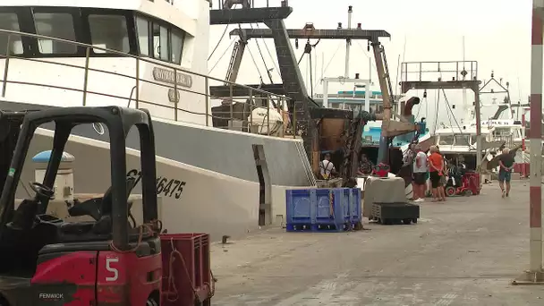 Agde : poissons, pêcheurs, visite guidée de la criée