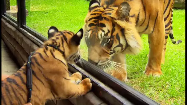 Un bébé tigre rencontre un tigre adulte pour la 1ère fois - ZAPPING SAUVAGE