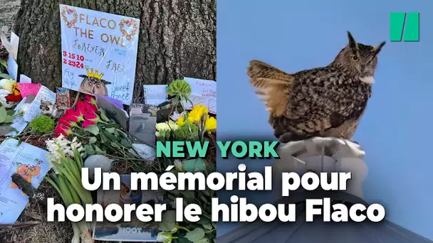 Les New-Yorkais rendent hommage au hibou Flaco, mort tragiquement