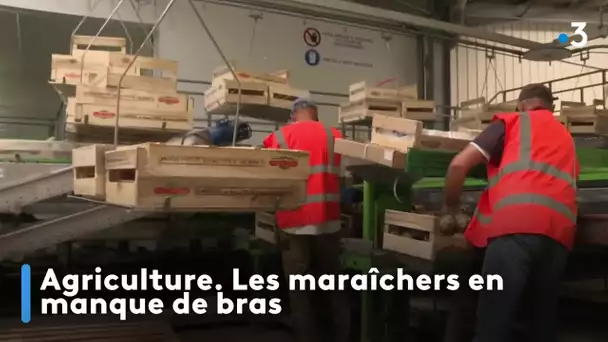 Agriculture. Les maraîchers en manque de bras