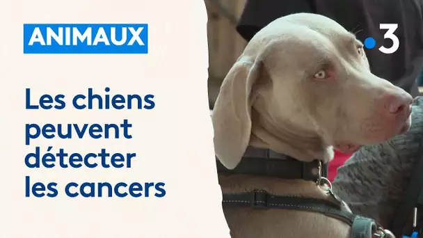 Animaux : des chiens peuvent dépister les maladies virales et les cancers