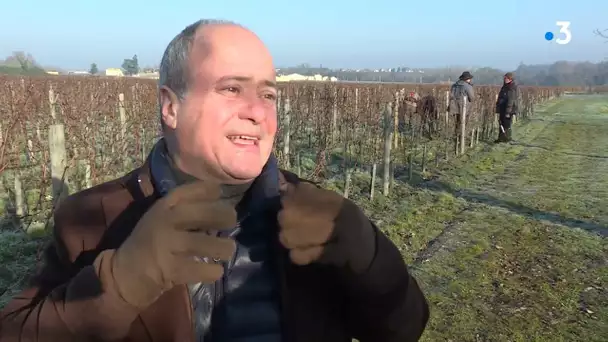 Une taille de la vigne plus tardive