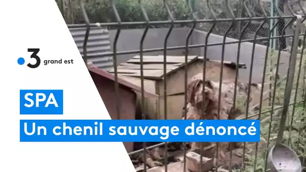 La SPA dénonce le traitement de chiens de chasse dans un chenil sauvage