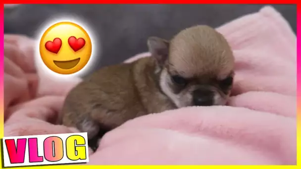 LES BEBES ONT OUVERT LES YEUX / Chihuahua Puppies