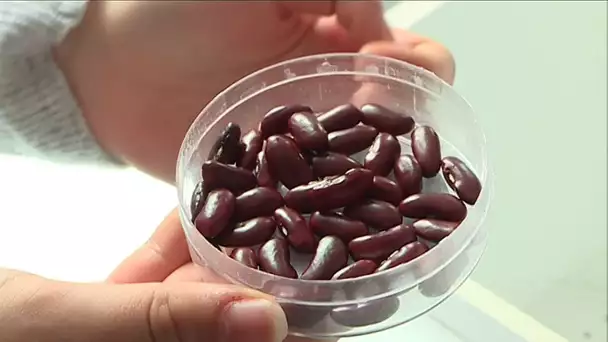 Science en fête à Chartes : des collégiens travaillent sur un haricot rouge