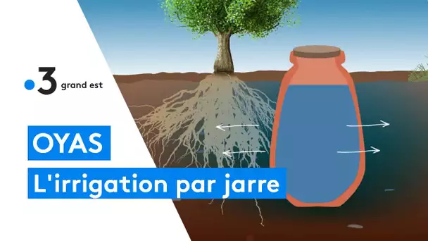 Oyas : ces jarres enterrées irriguent directement les plantes, les économies d'eau sont conséquentes