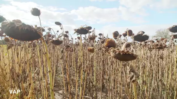 Sécheresse et agriculture (extrait Viure al País)