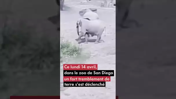 Séisme en Californie : des éléphants créent un "cercle d'alerte" pour protéger leur petit