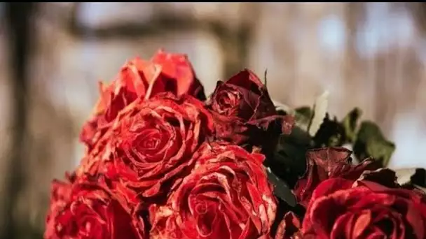 Découvrez comment Alice Coffin a été agressée par un bouquet de fleurs et des...