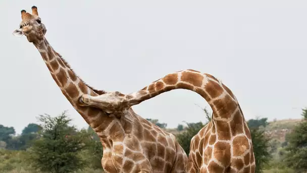 Combat de girafes violent - ZAPPING SAUVAGE