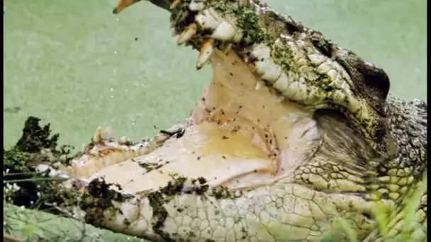 Le plus grand crocodile du monde - ZAPPING SAUVAGE