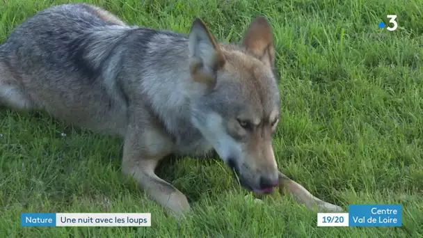 Écouter le soir, le chant improbable des loups : une expérience singulière mais possible