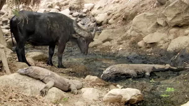 Un dragon de Komodo attaque un buffle - ZAPPING SAUVAGE