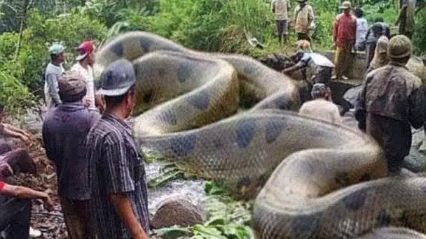 CE SERPENT PEUT AVALER UNE VACHE ENTIÈRE !