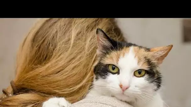 Premier vaccin contre l'allergie au chat : comment fonctionne-t-il et quelles conséquences pour l…