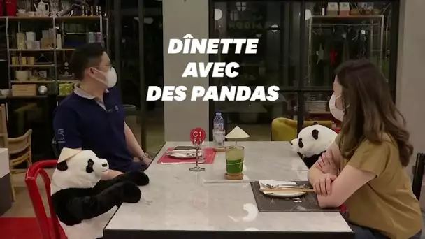 Ce restaurant utilise des pandas en peluche pour la distanciation sociale
