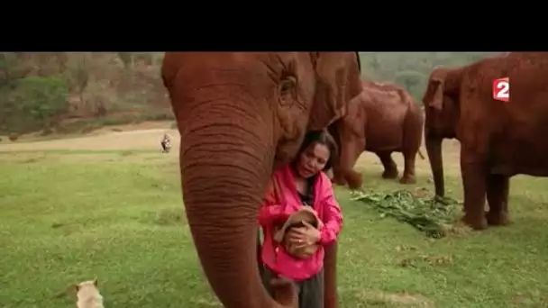 Thaïlande : elle sauve les éléphants maltraités pour le tourisme