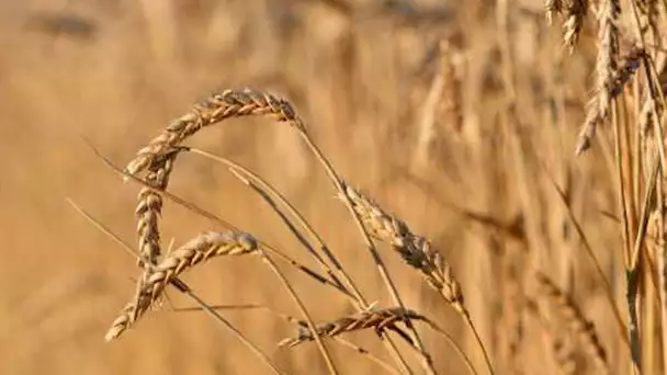 Pénurie de blé : une inquiétude légitime sur le prix des pâtes ?