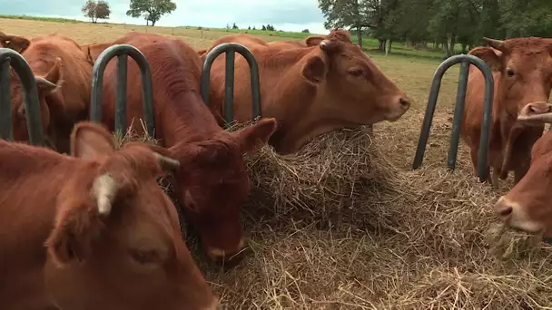 Sécheresse en Creuse : des agriculteurs contraints d'entamer leur stock de foin