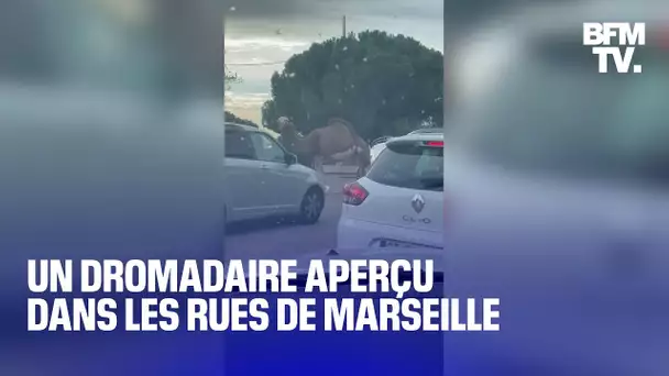 Un dromadaire s’est échappé d’un cirque et perturbe la circulation à Marseille