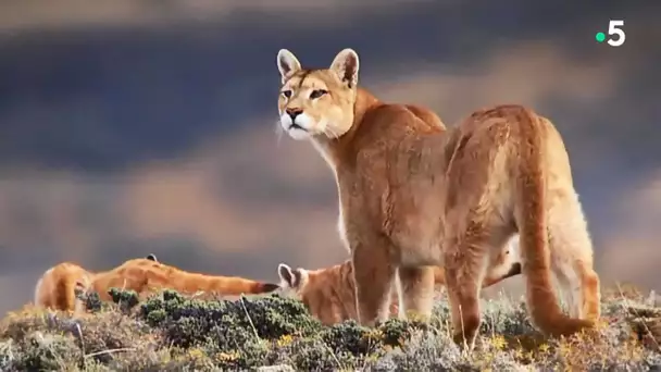 Maman puma chasse le lama - ZAPPING SAUVAGE