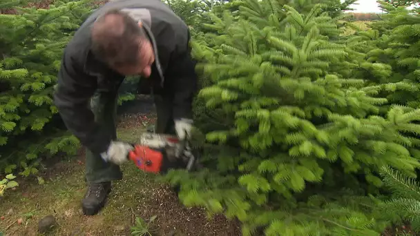 A un mois de Noël, le "rush" des sapins a déjà commencé en Isère