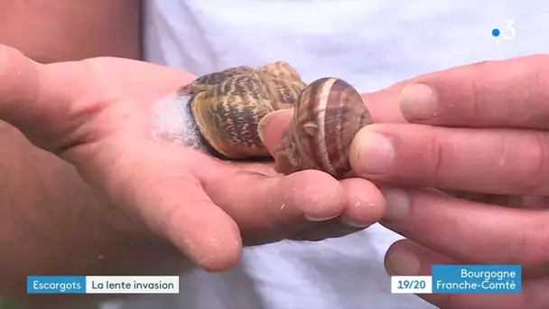 Dijon : les escargots turcs envahissent la ville et sa périphérie