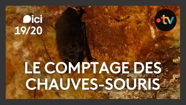 Opération comptage de chauves-souris