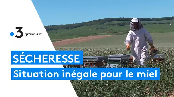 Miel : une récolte très inégale parmi les apiculteurs de la Marne