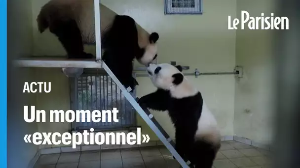 Deux pandas du zoo de Beauval s’accouplent, «un événement pour la conservation des espèces»