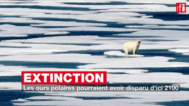 Les ours polaires pourraient avoir disparu d'ici 2100