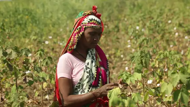 La double face du coton indien. ABE-RTS