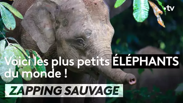 Adorable : les plus petits éléphants du monde - ZAPPING SAUVAGE