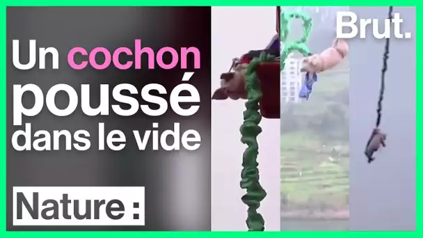 Chine : un cochon forcé à sauter à l'élastique