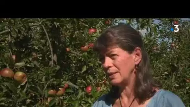 Des élus bretons réclament l'interdiction du prosulfocarbe utilisé sur les pommes