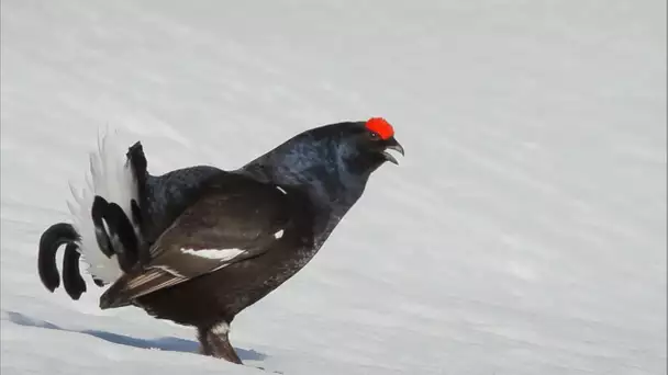 Grand coq de bruyere - Documentaire Animalier