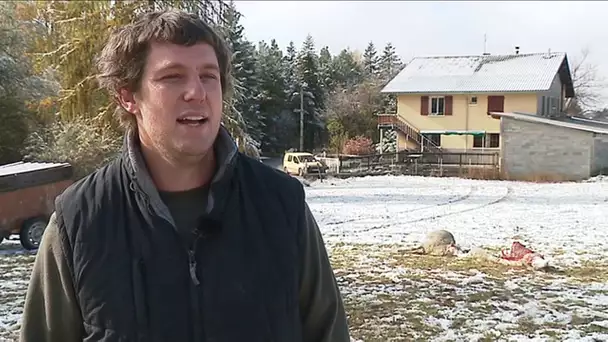 Attaque de loup à Ancelle : Réaction du syndicat des Jeunes Agriculteurs