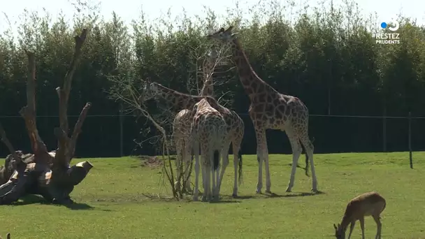 Zoo de la Boissière du Doré - une ouverture très attendue