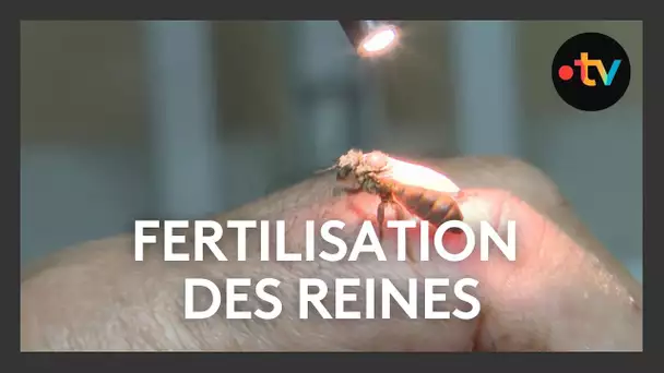 Apiculture : il fait naître des abeilles reines