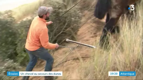 Les dunes de l'île d'Oléron consolidée à l'aide d'un cheval