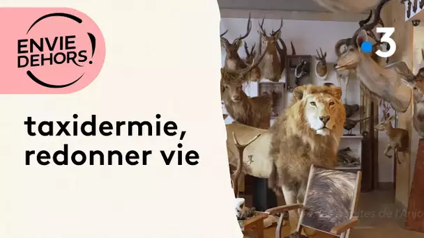 Taxidermie, redonnez vie à la nature