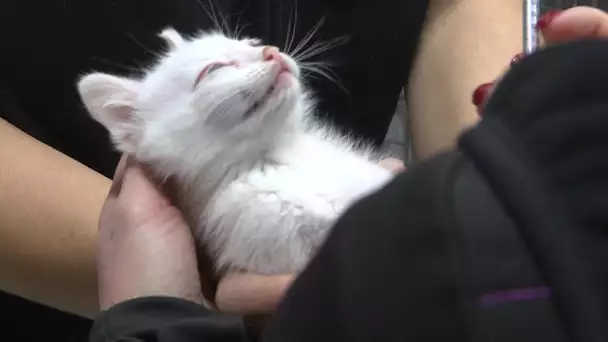 Le refuge de Saint-Jean-aux-Amognes (58), une équipe de bénévoles au service des animaux