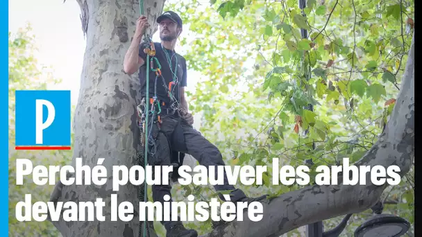 Paris : un militant écolo plante sa tente en haut d’un arbre devant le ministère