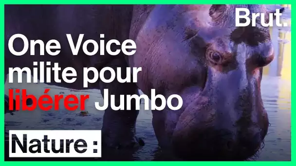 L&#039;ONG One Voice milite pour libérer Jumbo