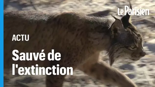 Le lynx sauvé de l'extinction grâce à un programme d'élevage en captivité