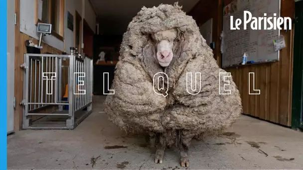 Australie : égaré depuis plusieurs années, un mouton délesté de 35 kilos de laine