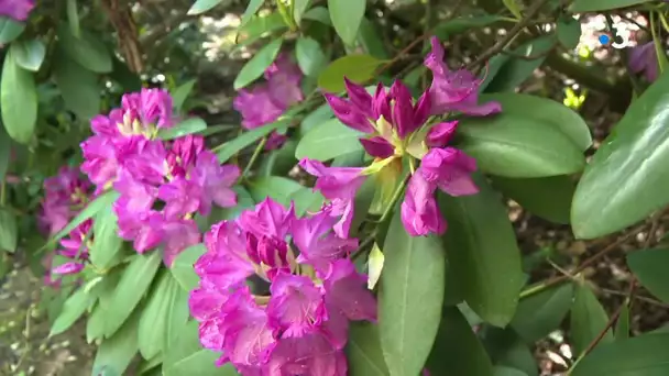 Les rhododendrons du Parc Botanique de la Teyssonnière dans l'Ain