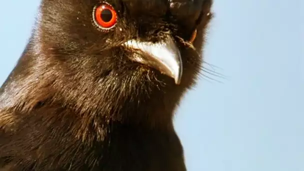 Cet oiseau a tué le respect - ZAPPING SAUVAGE