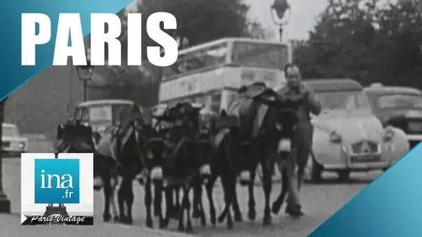 1968 : Les ânes dans la circulation parisienne | Archive INA