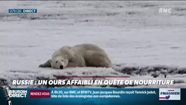 L&#039;incroyable histoire de cet ours polaire qui fait 700 km pour trouver de la nourriture